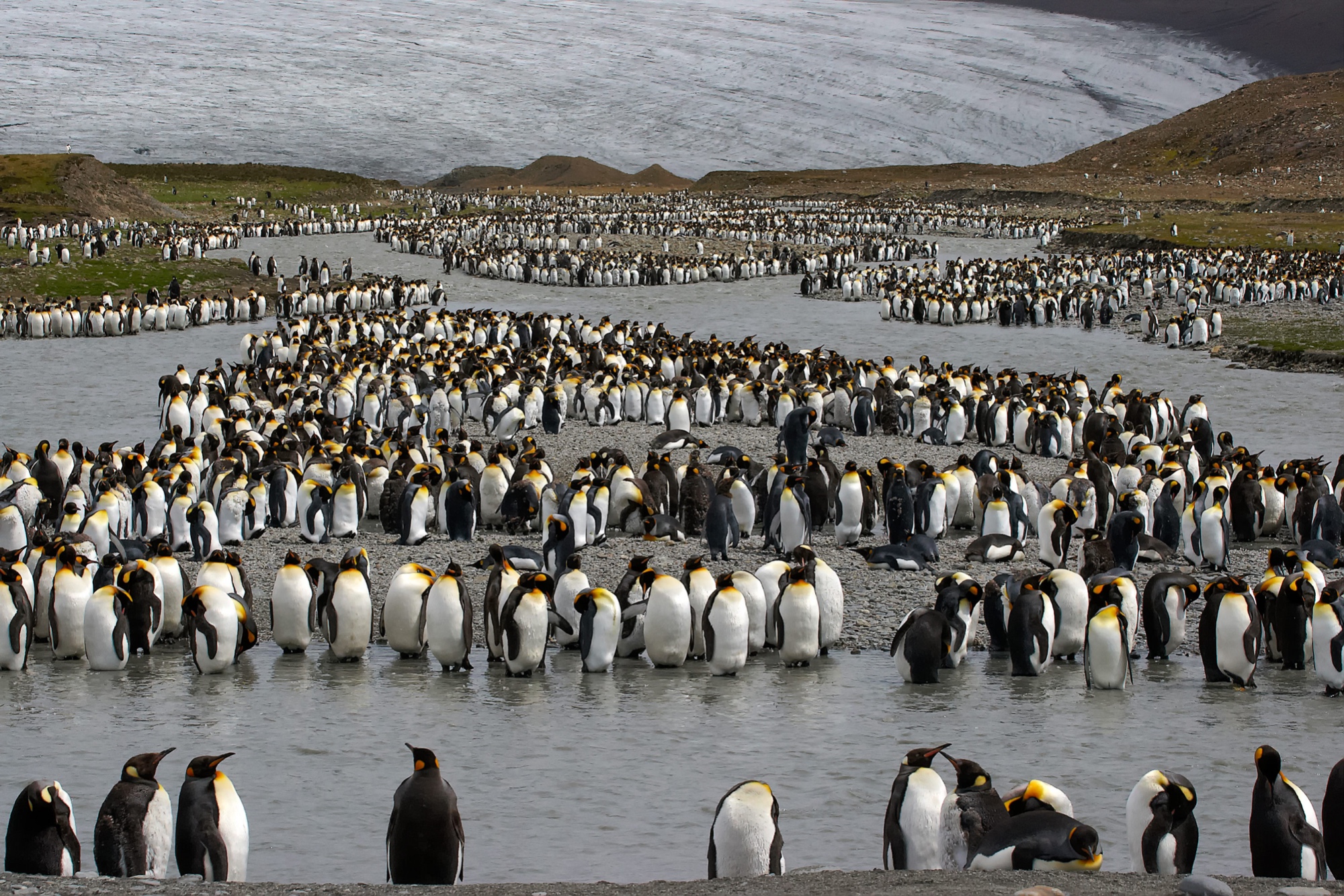 Hunderttausende Königspinguine in der St. Andrews Bay, Süd Georgien